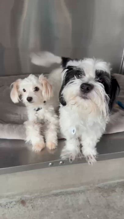 Enlarge Ceres, an adopted mixed breed in Phoenix, AZ video 3/6