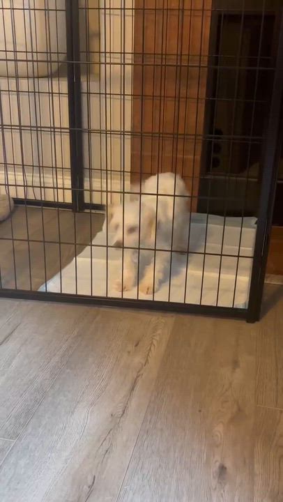 Enlarge Ceres, an adopted mixed breed in Phoenix, AZ video 5/6