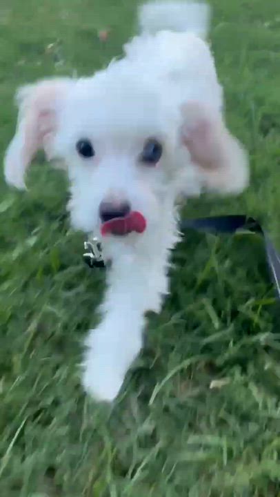 Enlarge Ceres, an adopted mixed breed in Phoenix, AZ video 4/6
