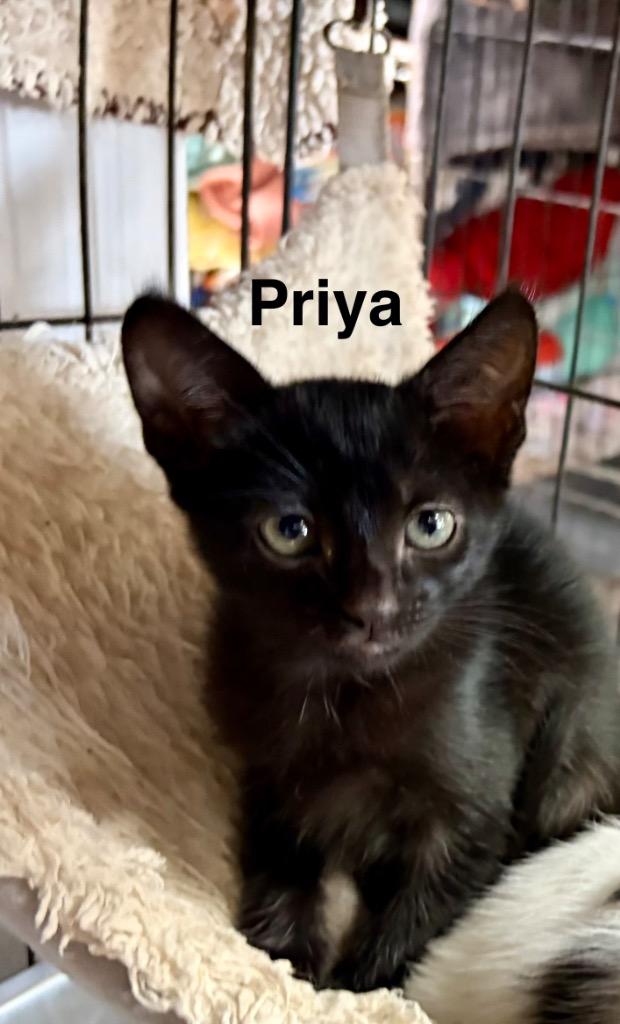 Enlarge Priya, a Adoptable mixed breed in Saint Francisville, LA image 1/1