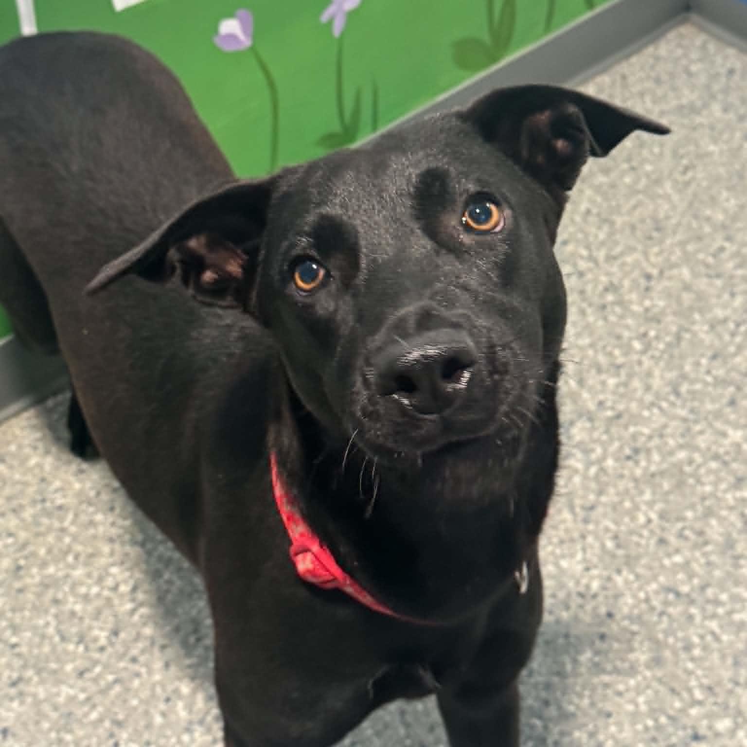 Enlarge Juniper, a ADOPTABLE mixed breed in Danbury, CT image 2/5