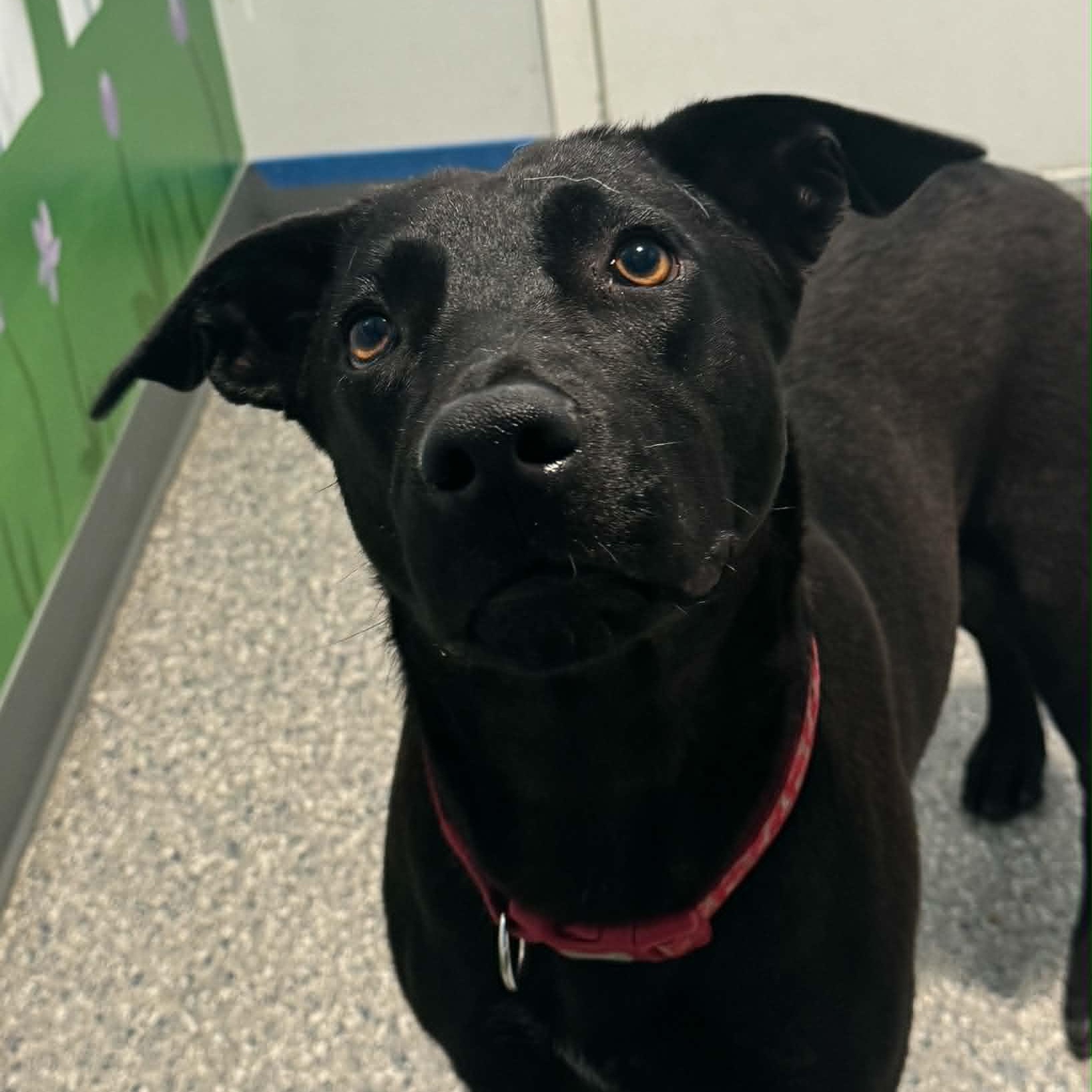Enlarge Juniper, a ADOPTABLE mixed breed in Danbury, CT image 5/5