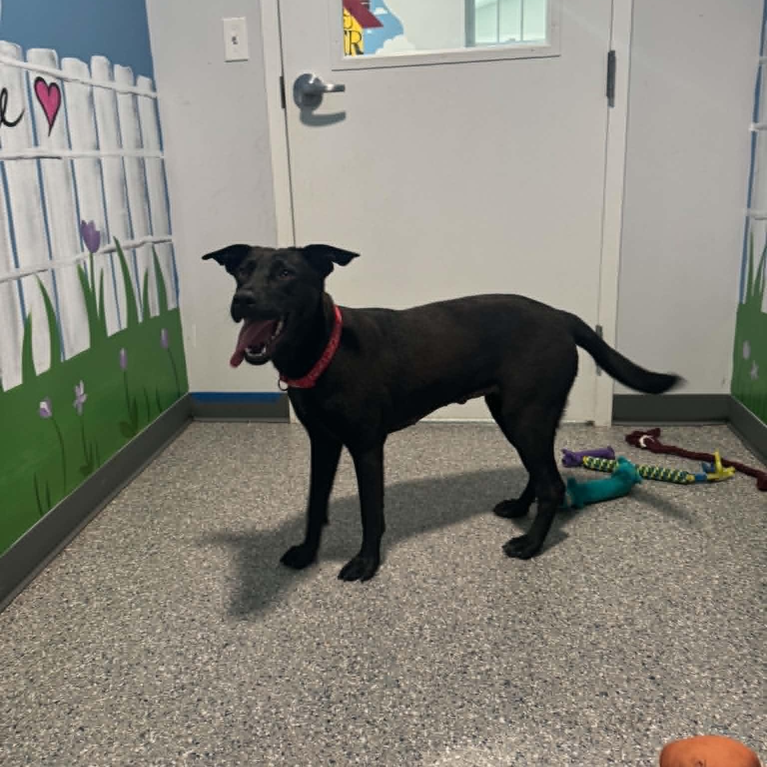 Enlarge Juniper, a ADOPTABLE mixed breed in Danbury, CT image 4/5