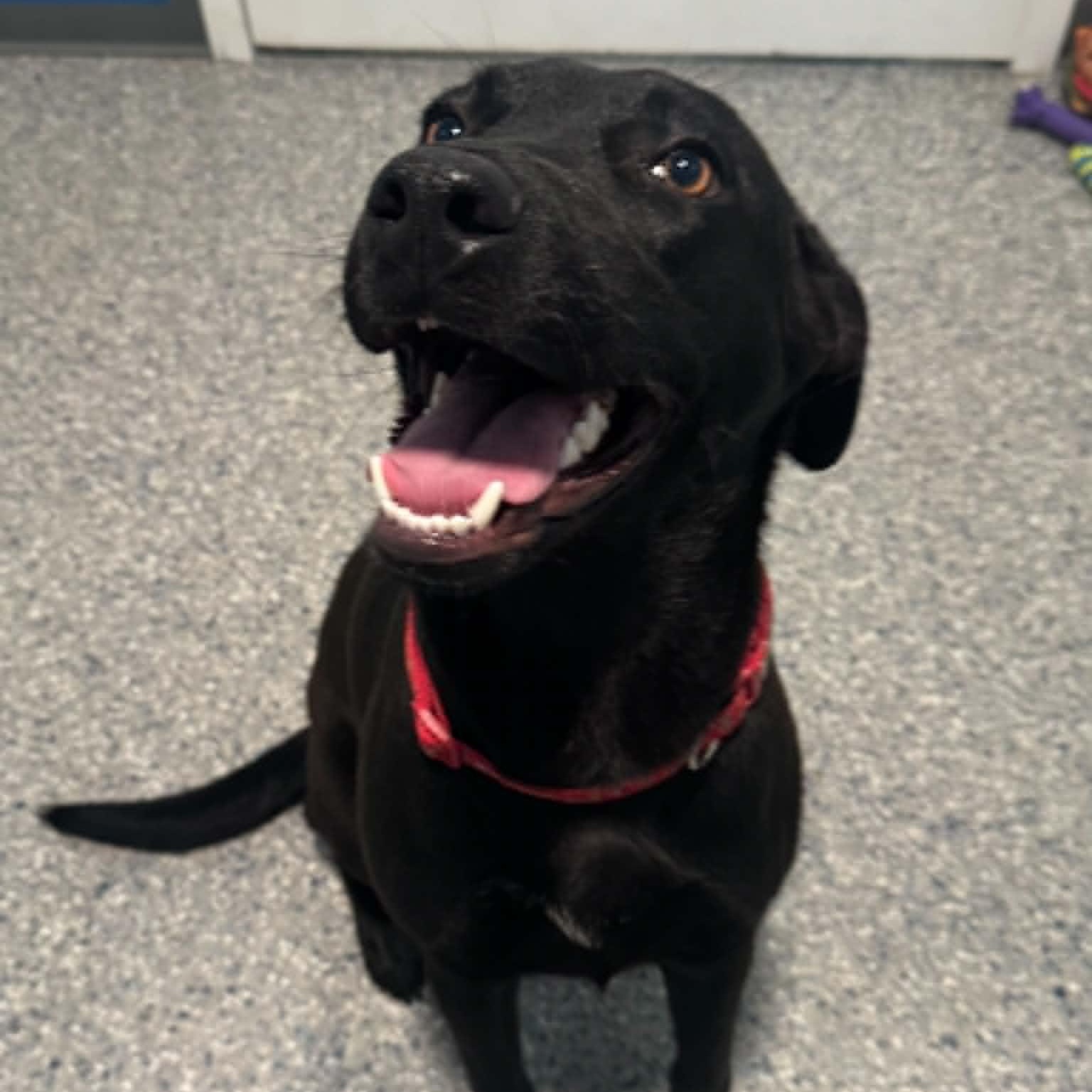 Enlarge Juniper, a ADOPTABLE mixed breed in Danbury, CT image 1/5