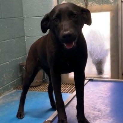 Enlarge Juniper, a ADOPTABLE mixed breed in Danbury, CT image 3/5