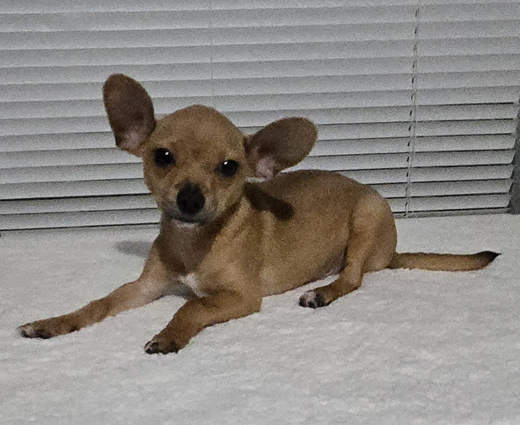 Benny, Adoptable, Puppy Male Chihuahua & Chiweenie.