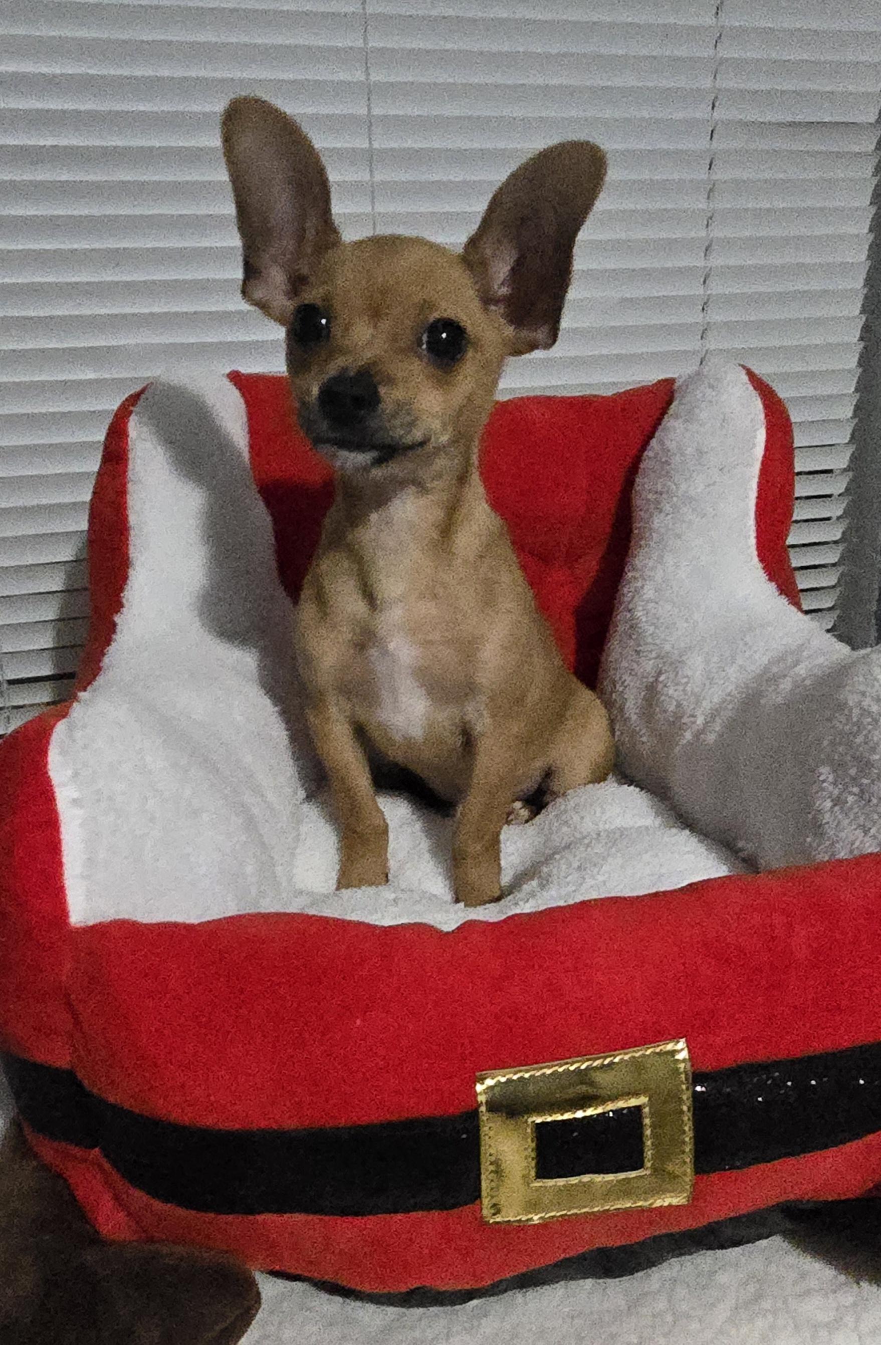 Benny, a Adoptable mixed breed in Fort Worth, TX image 2/2