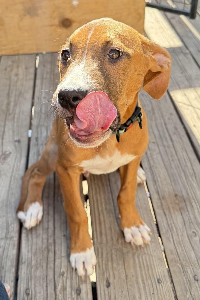 Indy, a Adoptable mixed breed in Midway, UT image 1/3