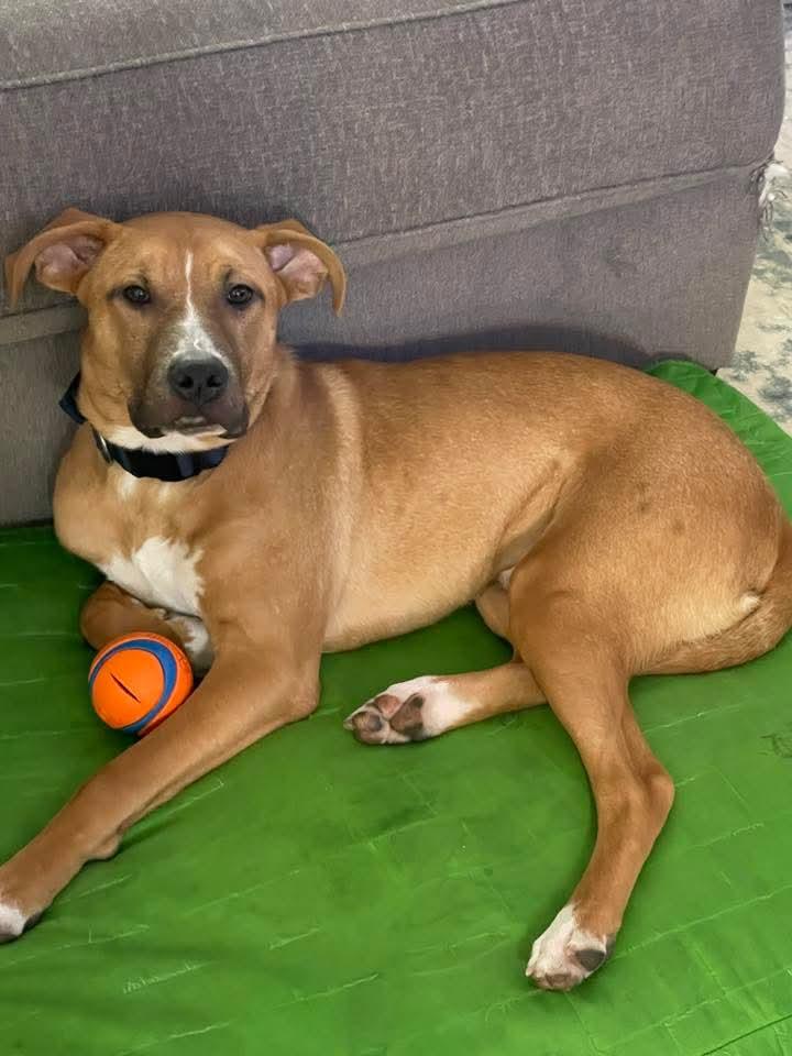 Indy, a Adoptable mixed breed in Midway, UT image 2/3