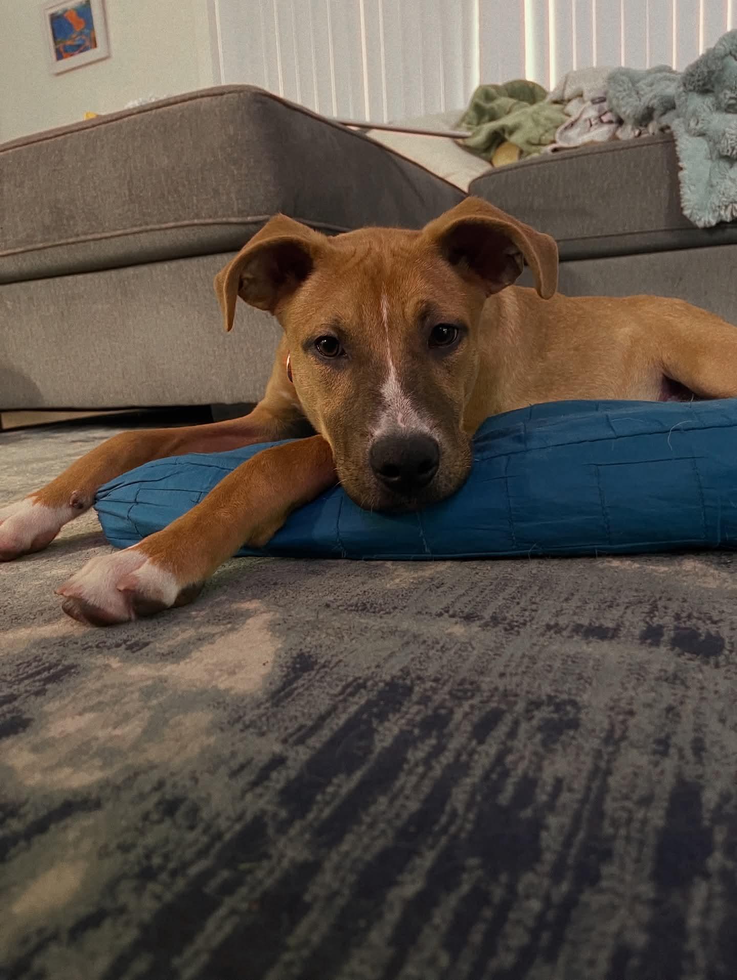 Indy, a Adoptable mixed breed in Midway, UT image 3/3