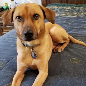 Charlie, a Adoptable mixed breed in Bellingham, WA image 1/6