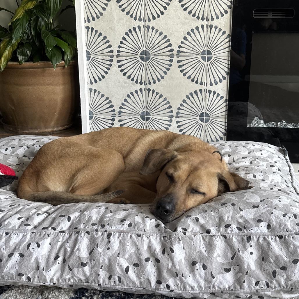 Charlie, a Adoptable mixed breed in Bellingham, WA image 2/6