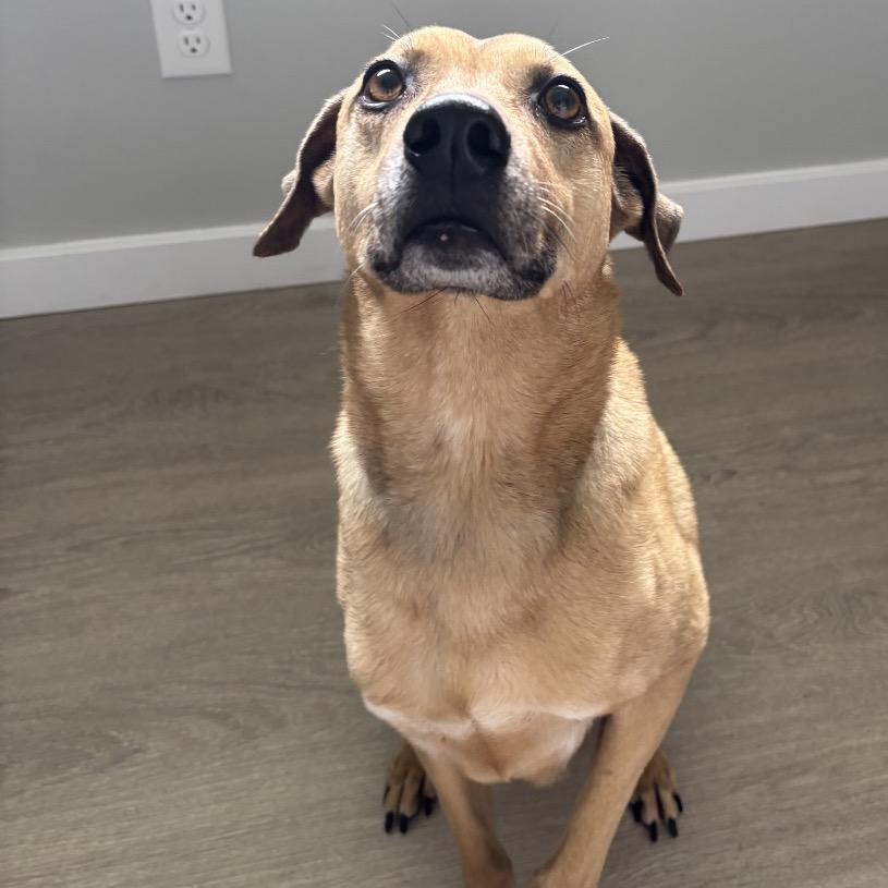 Charlie, a Adoptable mixed breed in Bellingham, WA image 5/6