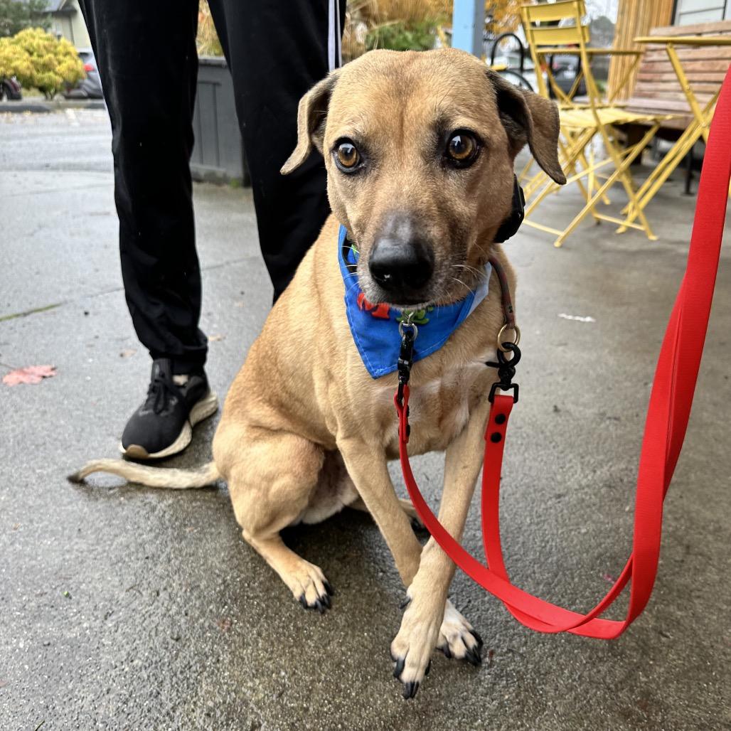 Charlie, a Adoptable mixed breed in Bellingham, WA image 6/6