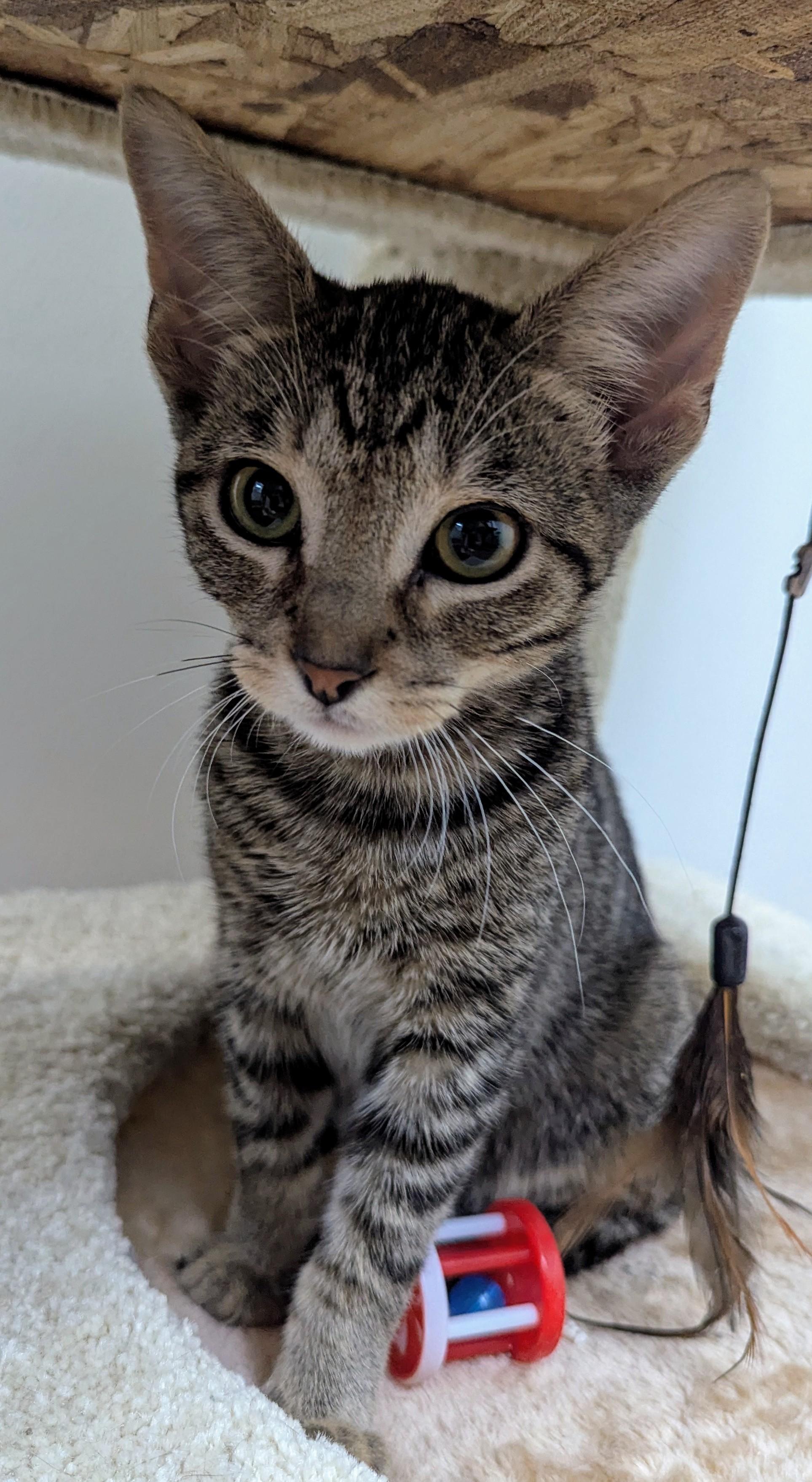 Archie