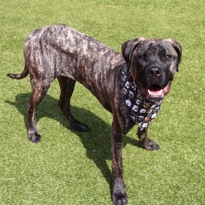 Rocco T., an adopted Mixed Breed in Athens, GA image 3/3