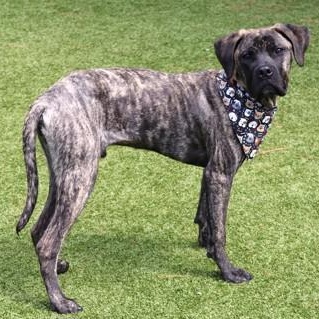 Rocco T., an adopted Mixed Breed in Athens, GA image 2/3
