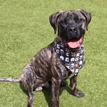 Rocco T., adopted, Young Male Mixed Breed.