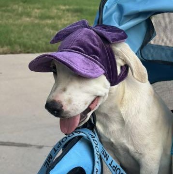 Princess, Adoptable, Puppy Female Mixed Breed.