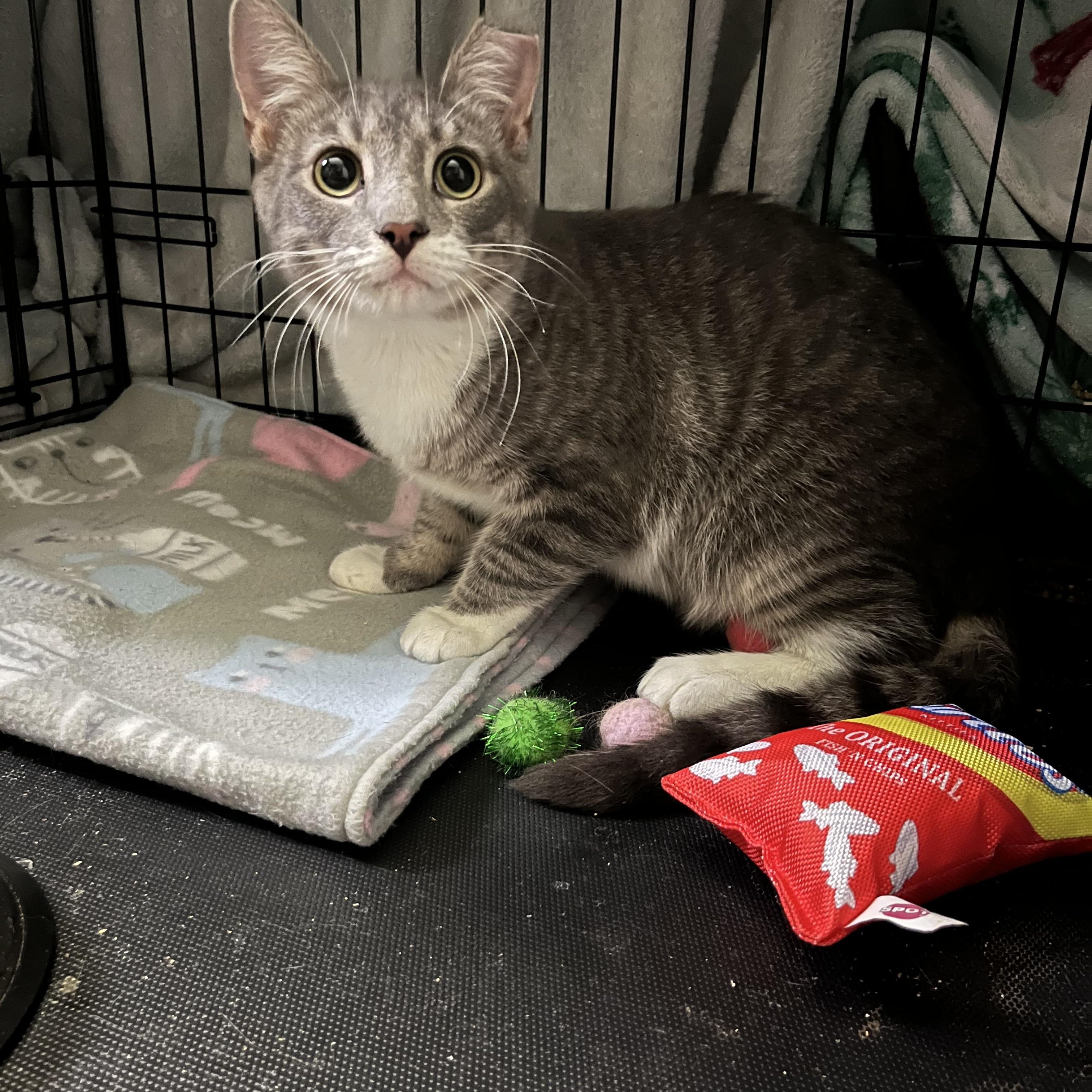 Enlarge Kickstand, a Adoptable Domestic Short Hair in Elkton, MD image 5/5