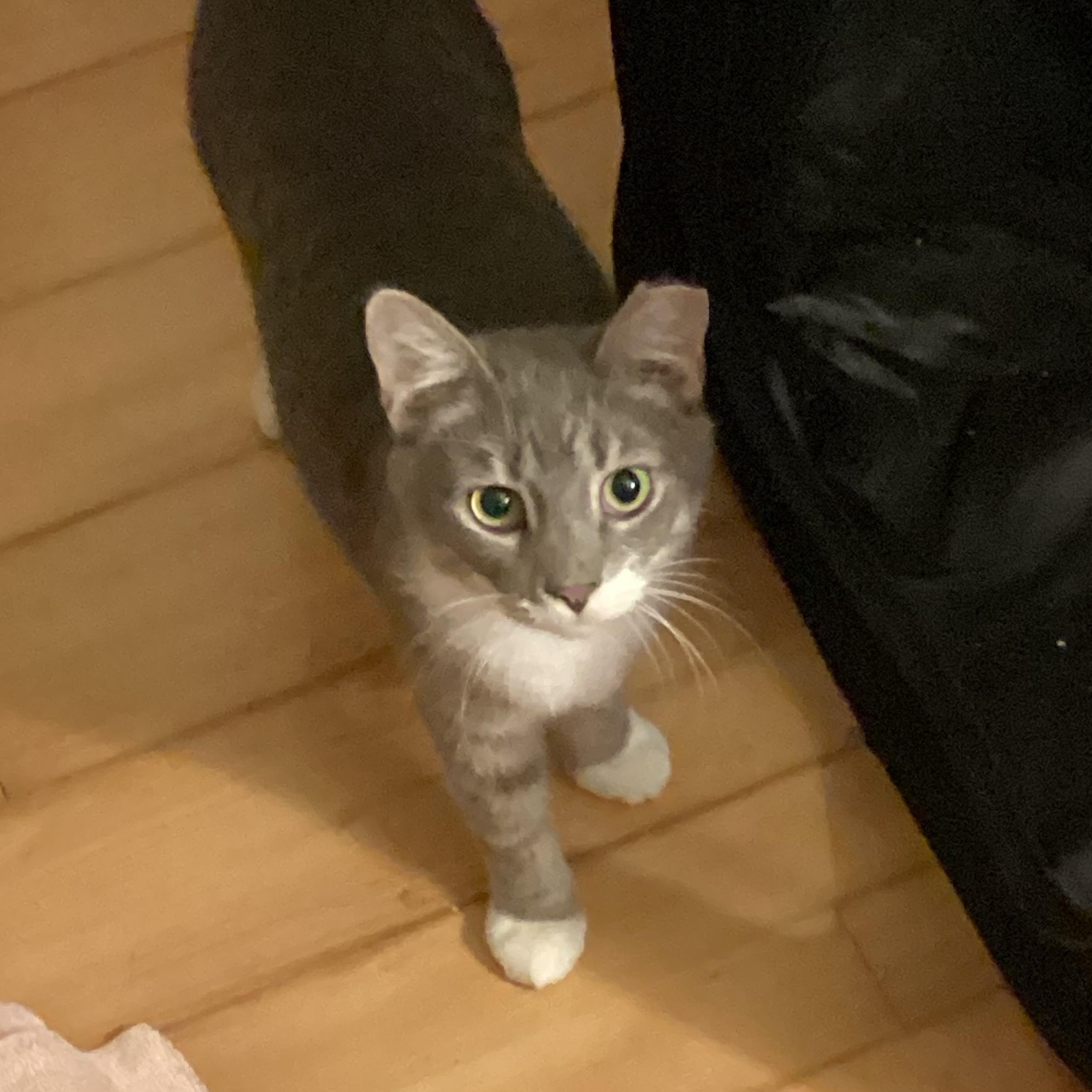 Enlarge Kickstand, a Adoptable Domestic Short Hair in Elkton, MD image 4/5