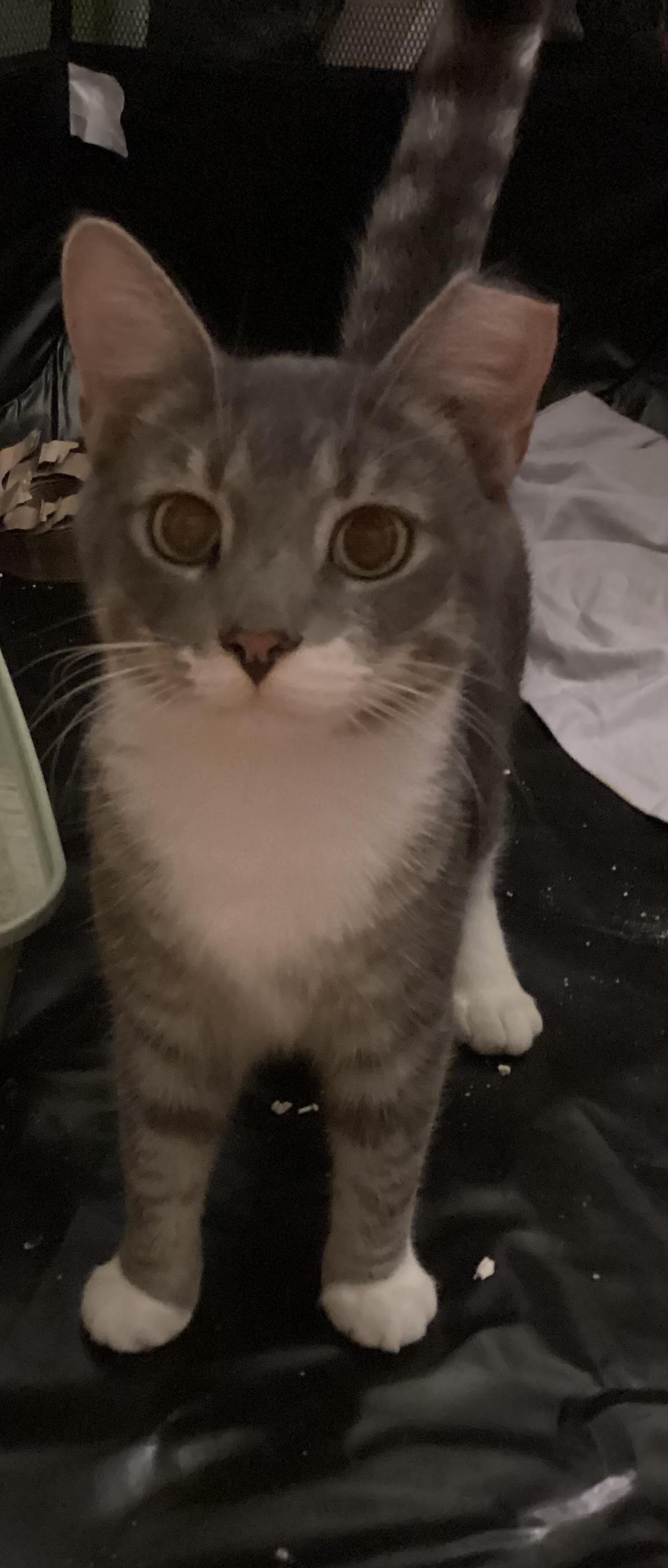 Enlarge Kickstand, a Adoptable Domestic Short Hair in Elkton, MD image 2/5