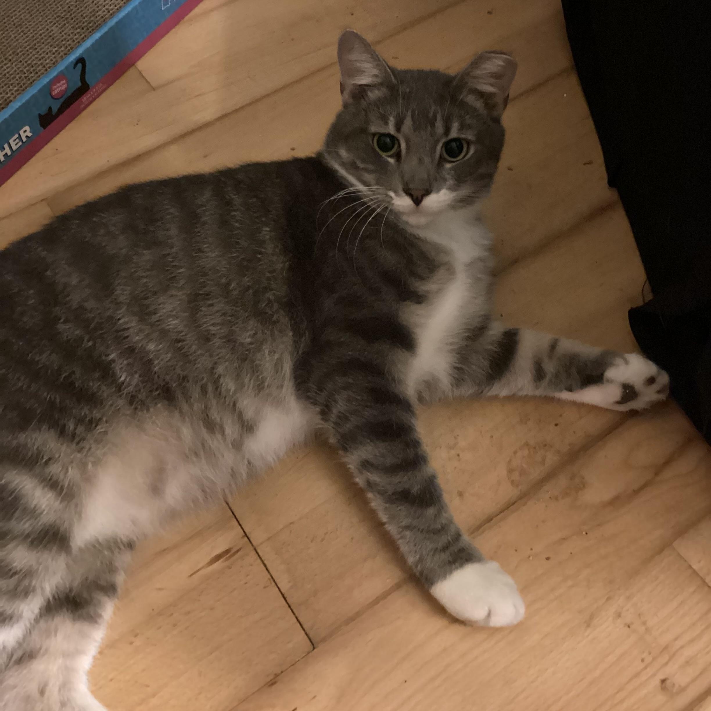 Enlarge Kickstand, a Adoptable Domestic Short Hair in Elkton, MD image 3/5