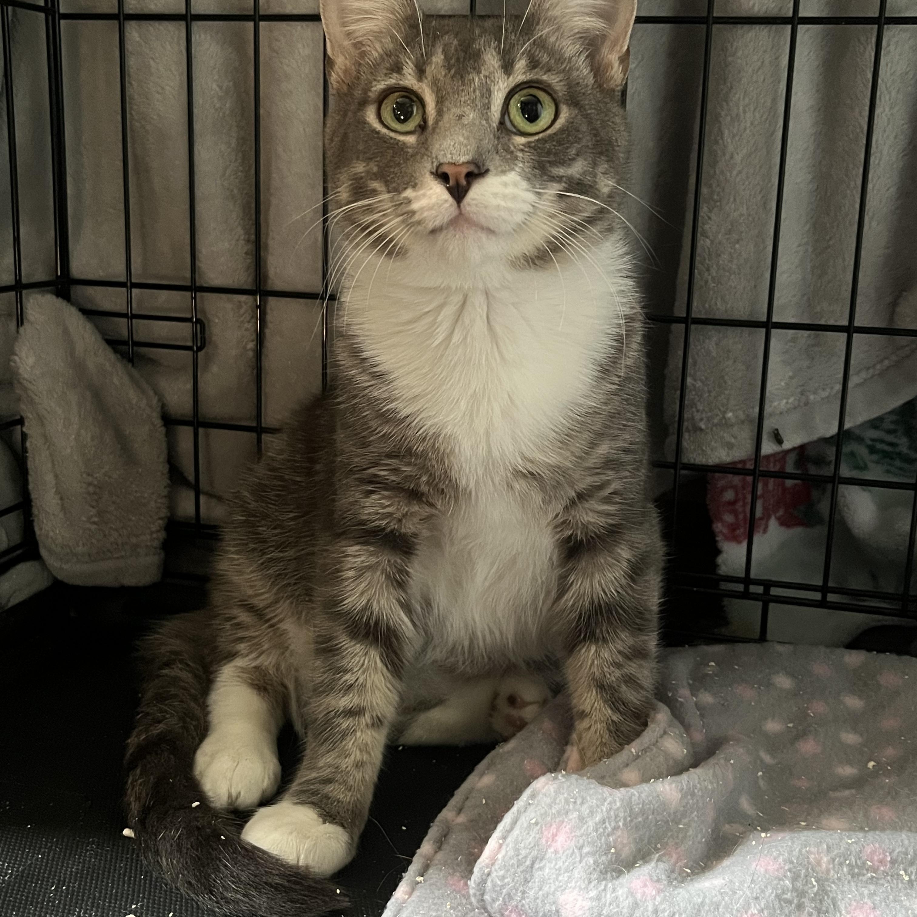 Kickstand, Adoptable, Young Male Domestic Short Hair.