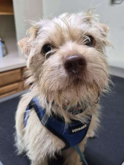 Enlarge Mac, a Adopted Terrier in Vernon, CT image 2/6