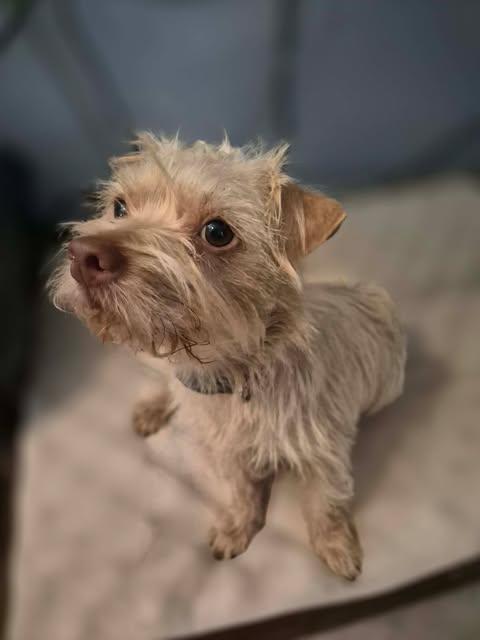 Enlarge Mac, a Adopted Terrier in Vernon, CT image 3/6