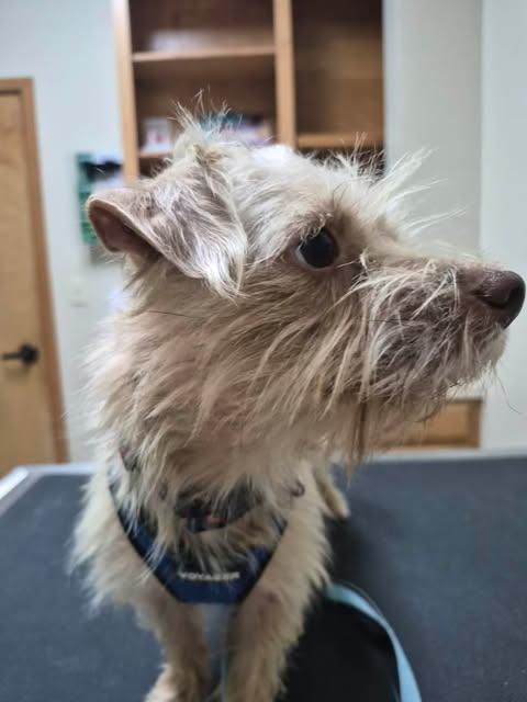 Enlarge Mac, a Adopted Terrier in Vernon, CT image 5/6