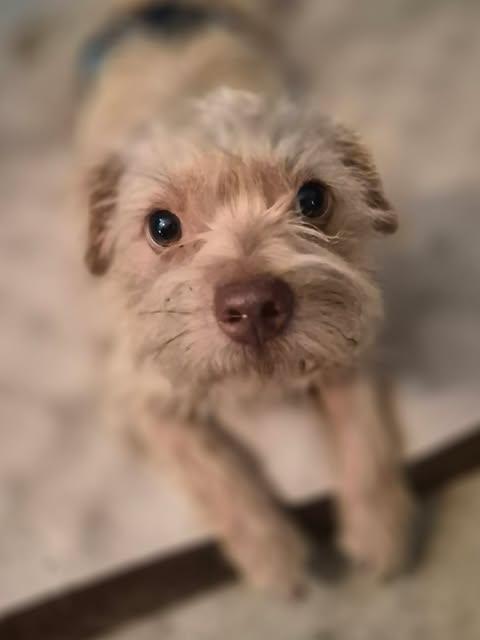 Enlarge Mac, a Adopted Terrier in Vernon, CT image 4/6