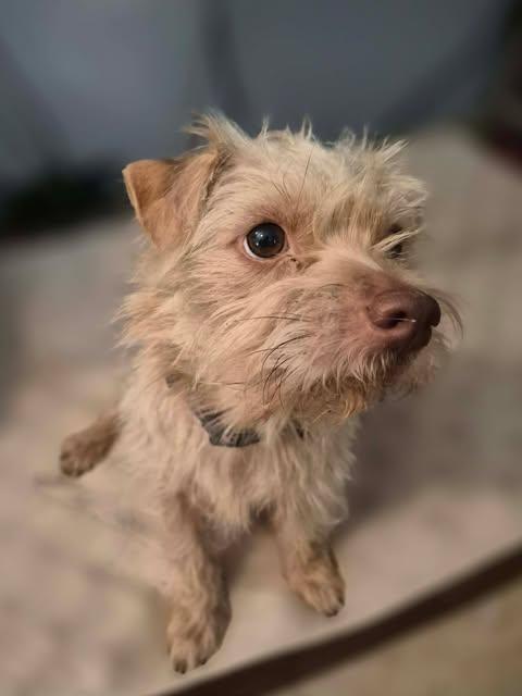 Enlarge Mac, a Adopted Terrier in Vernon, CT image 6/6