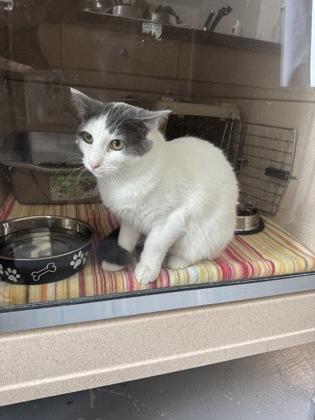 Clove, Adoptable, Kitten Male Domestic Medium Hair & Domestic Short Hair.