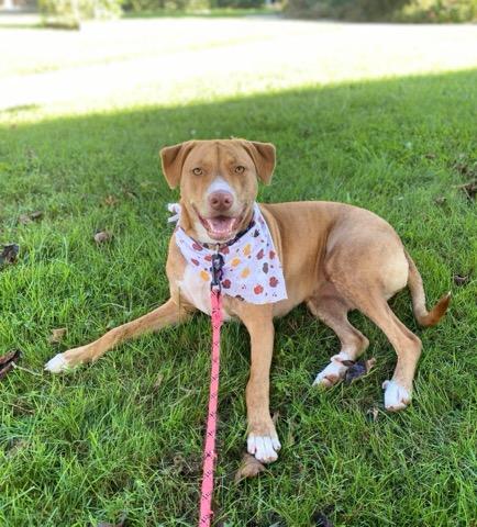 Rosie, a Adoptable Pointer in Farmingville, NY image 2/5