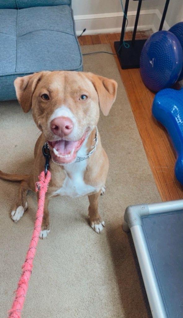 Rosie, a Adoptable Pointer in Farmingville, NY image 3/5