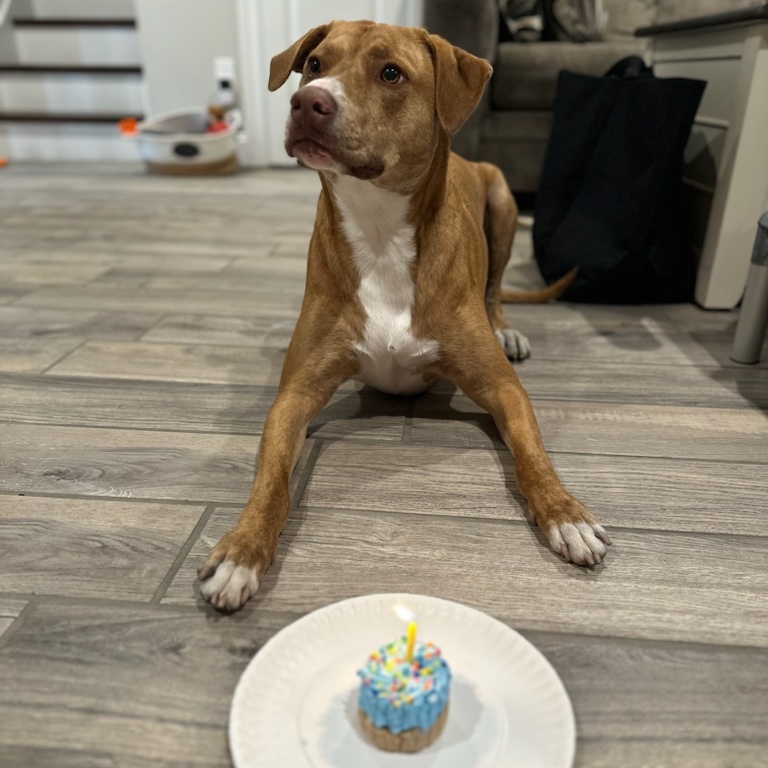 Rosie, a Adoptable Pointer in Farmingville, NY image 1/5