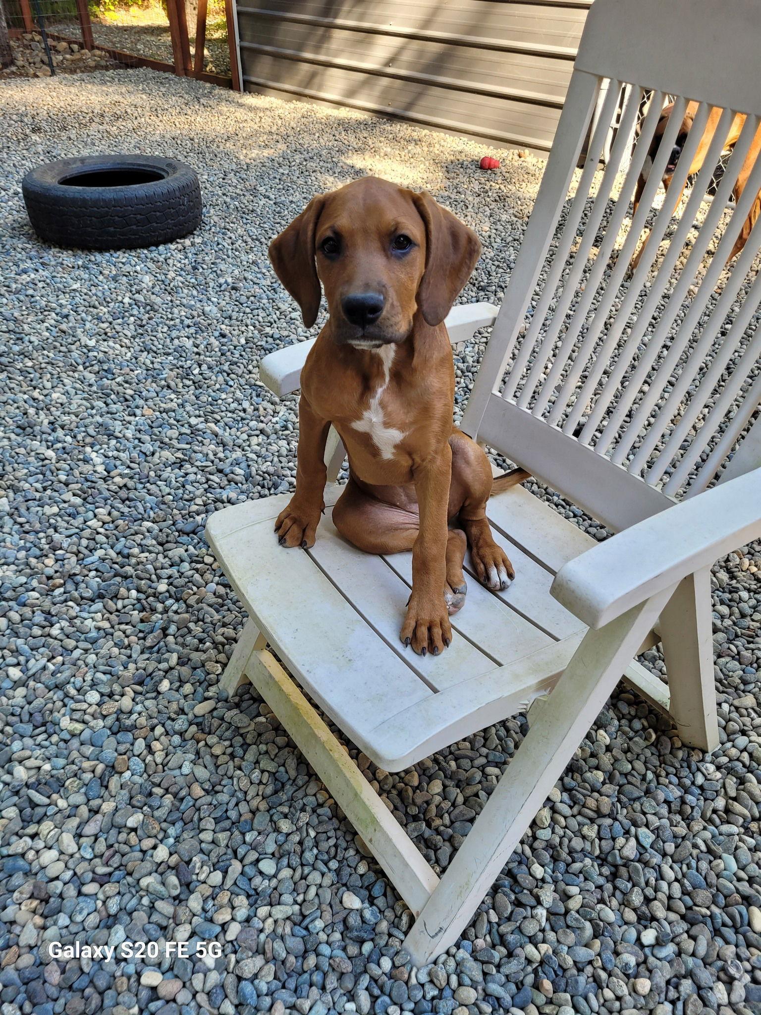 Enlarge Red, a Adoptable mixed breed in McMinnville, OR image 3/3