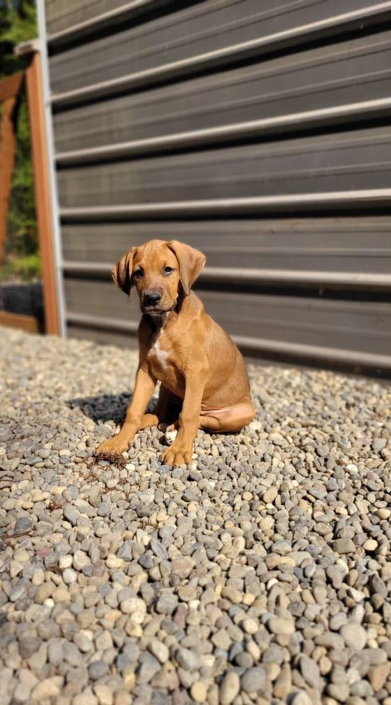 Red, a Adoptable mixed breed in Woodinville, WA image 2/3