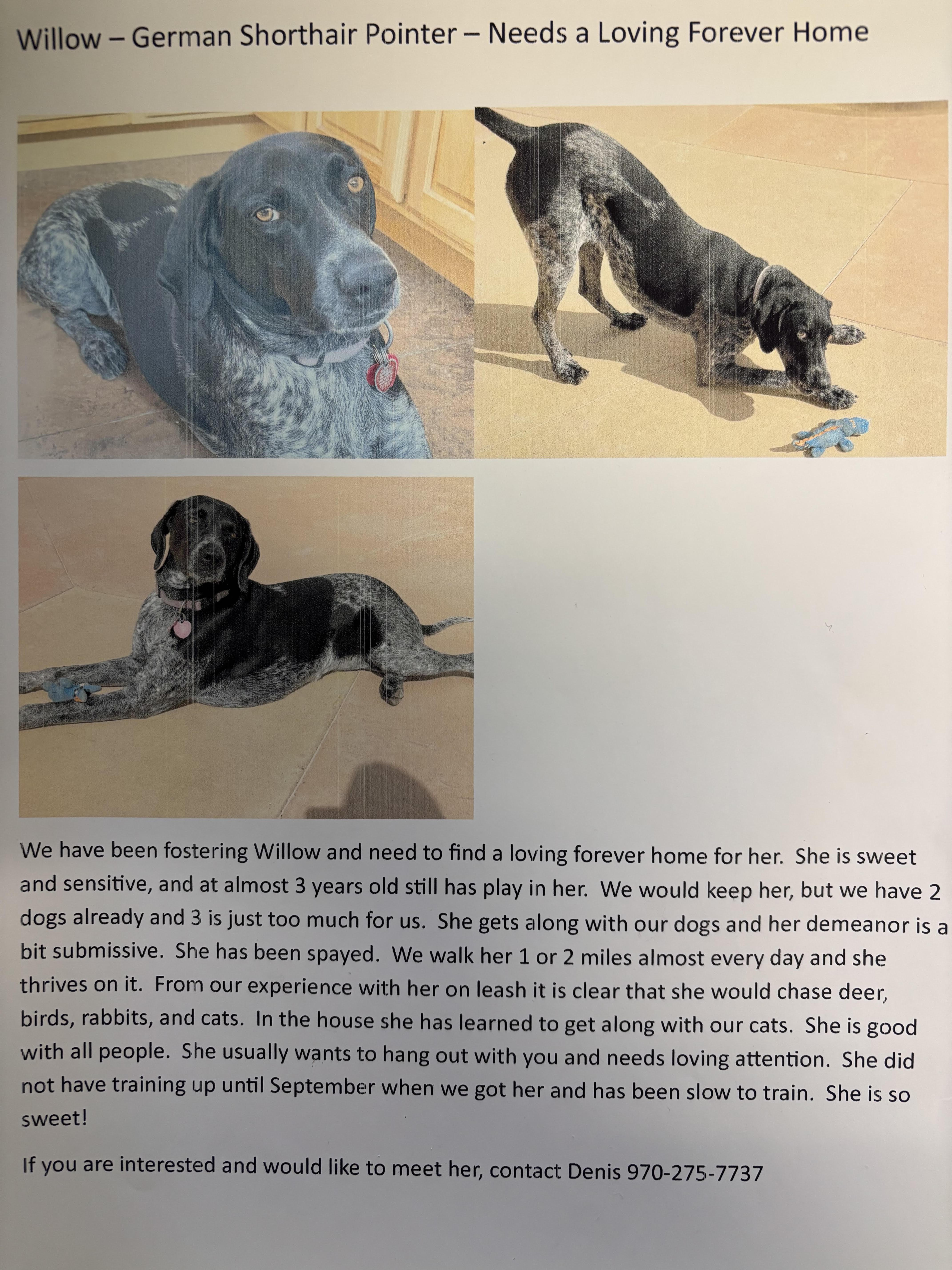 Courtesy Post Willow, Please call the owner directly. , ADOPTABLE, Adult Female German Shorthaired Pointer.