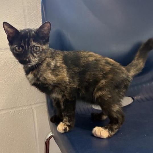Nyota, Adoptable, Kitten Female Domestic Short Hair.