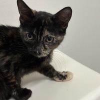 Enlarge Nyota, a Adoptable Domestic Short Hair in Phoenix, AZ image 2/2