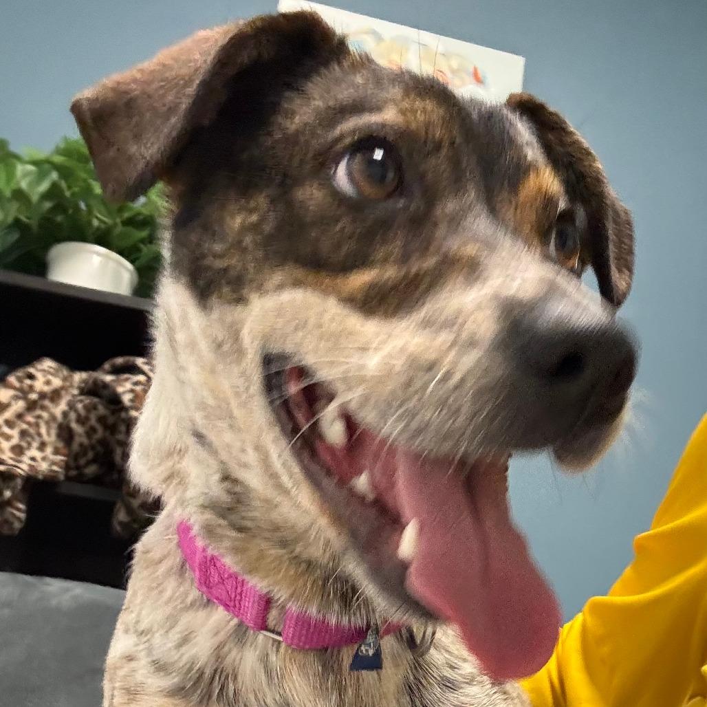 Marie - In Foster Care, Adoptable, Adult Female Mixed Breed.