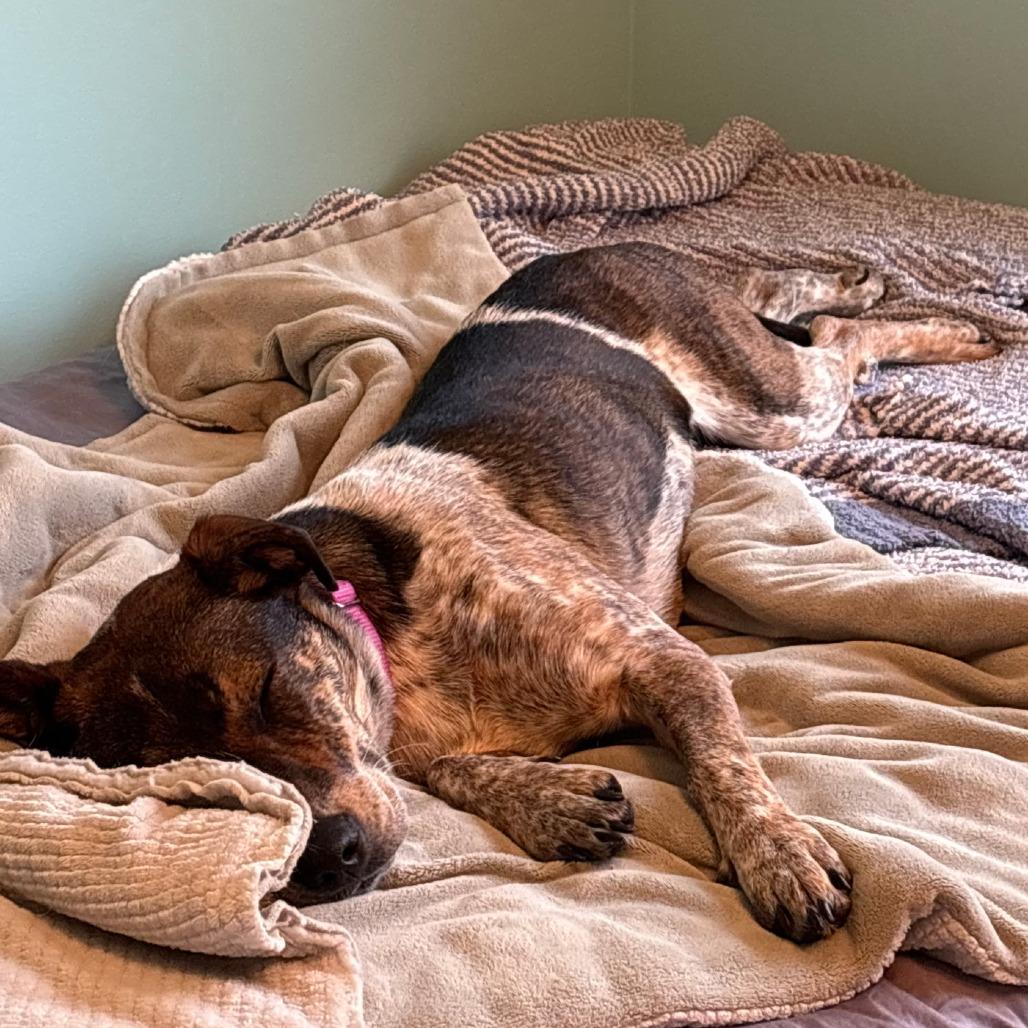 Marie - In Foster to Adopt, Adoptable, Adult Female Mixed Breed.