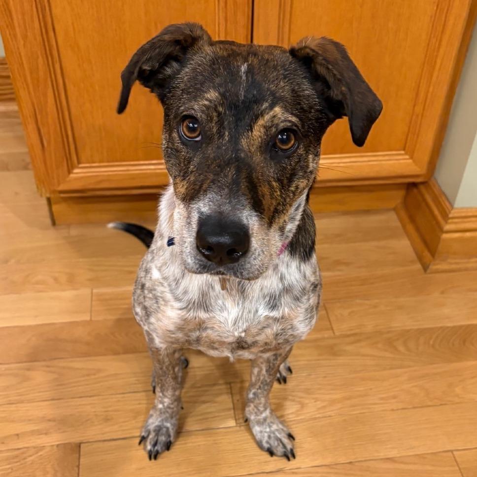 Enlarge Marie - In Foster to Adopt, a Adoptable Mixed Breed in Naperville, IL image 2/6