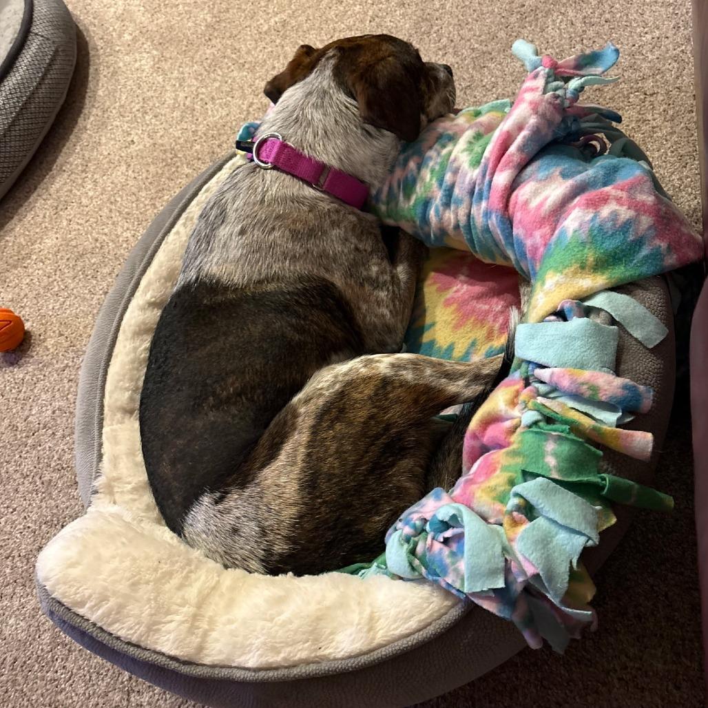 Enlarge Marie - In Foster to Adopt, a Adoptable Mixed Breed in Naperville, IL image 3/6