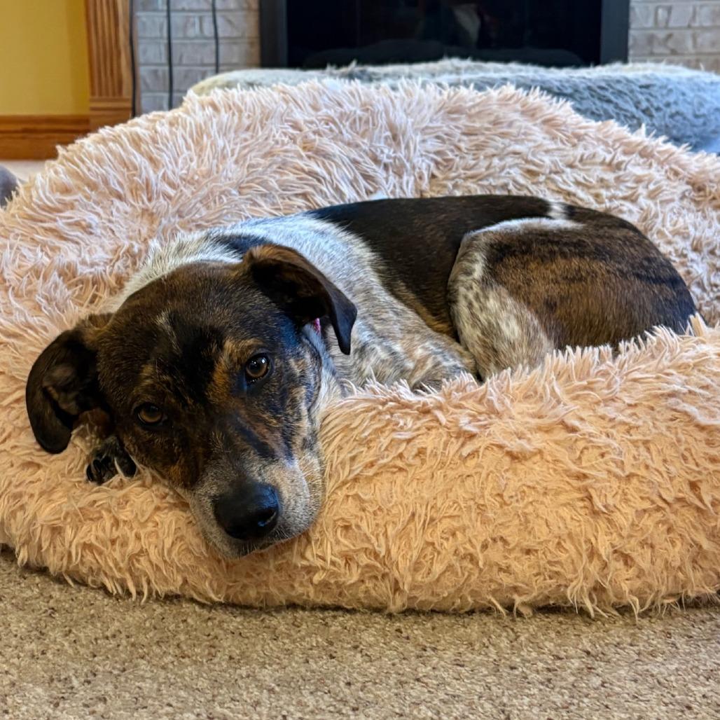 Enlarge Marie - In Foster to Adopt, a Adoptable Mixed Breed in Naperville, IL image 4/6