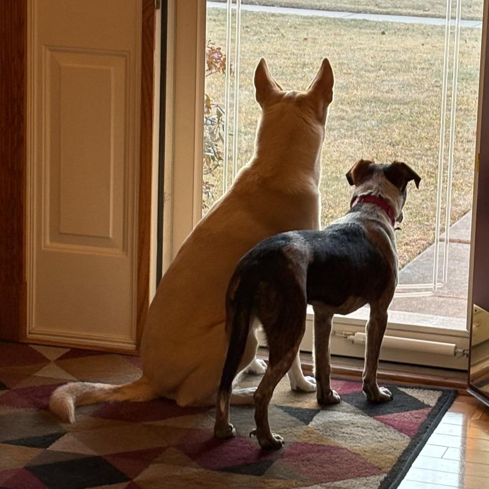 Enlarge Marie - In Foster to Adopt, a Adoptable Mixed Breed in Naperville, IL image 6/6