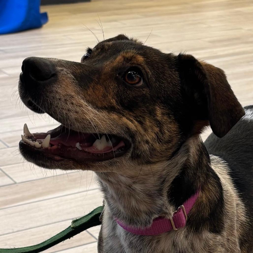 Marie - In Foster Care, a Adoptable Mixed Breed in Naperville, IL image 4/6