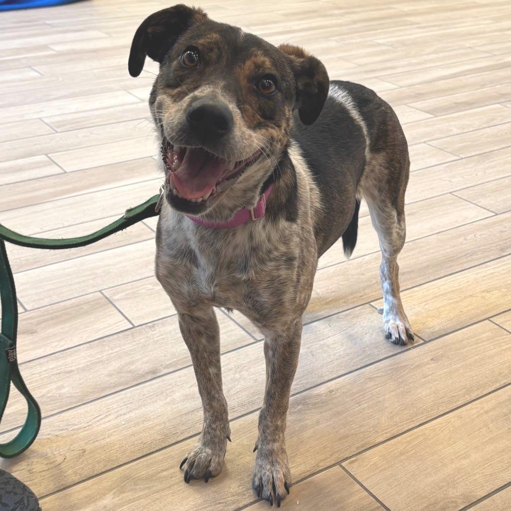 Marie - In Foster Care, a Adoptable Mixed Breed in Naperville, IL image 6/6